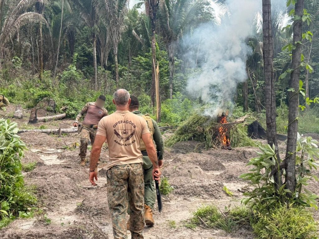 Mais de 22 mil pés de maconha são erradicados na Baixada com prejuízo de R$ 7 milhões ao tráfico – Portal do Sampaio